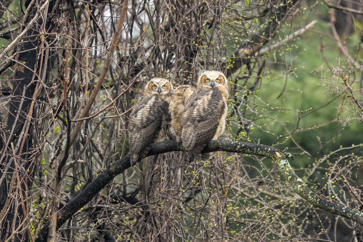 Great Horned Owl - ML643117406
