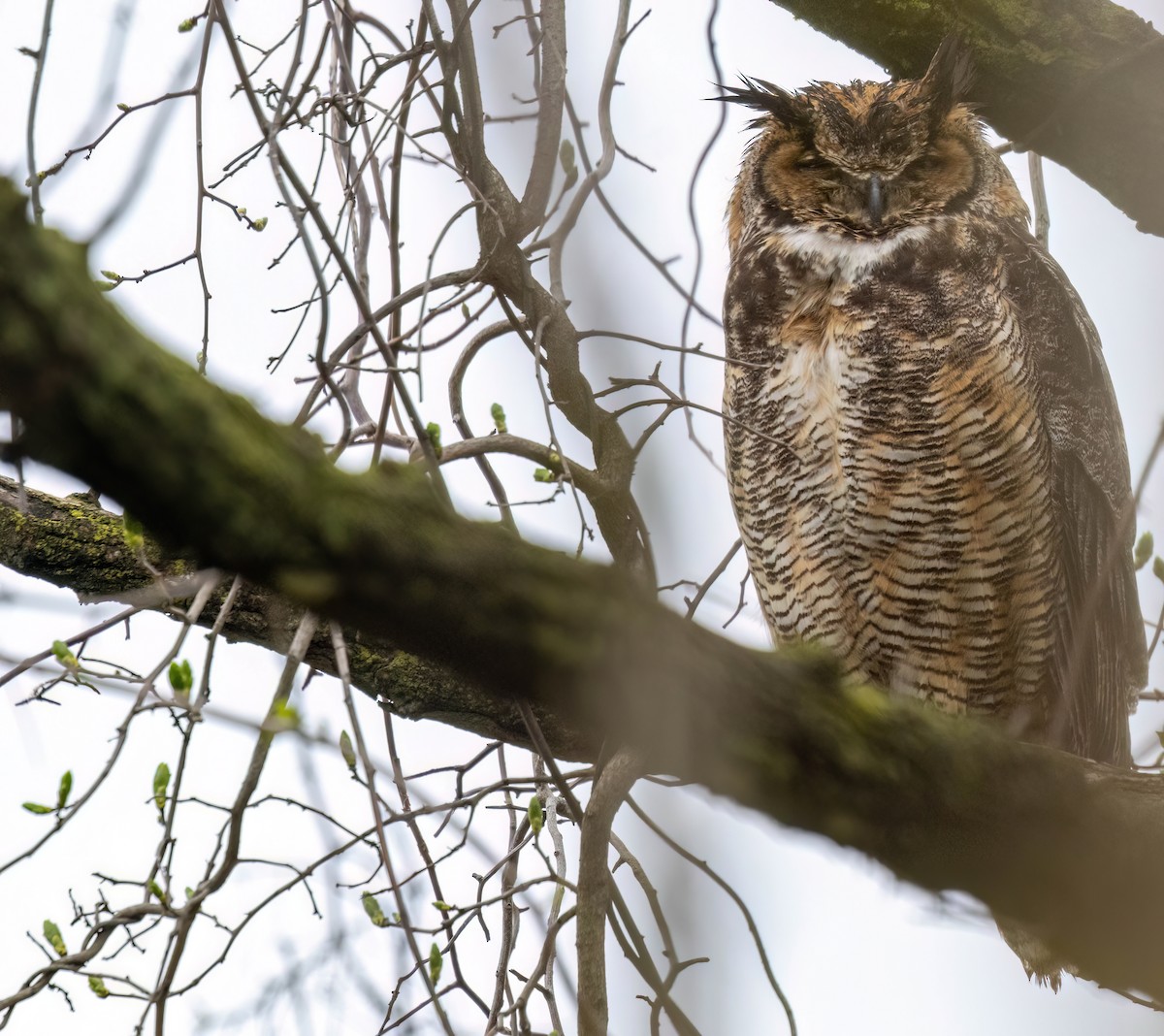 Great Horned Owl - ML643117407