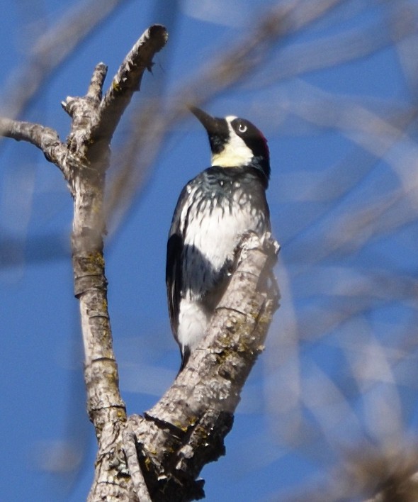 Acorn Woodpecker - ML643117439
