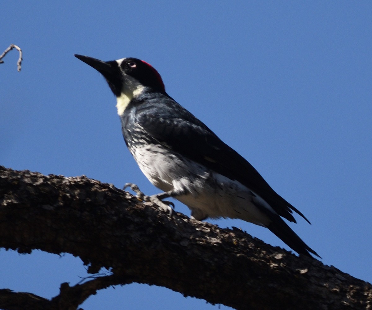 Acorn Woodpecker - ML643117441