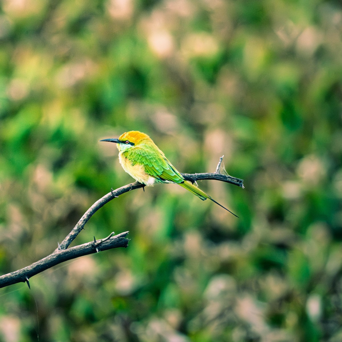 Asian Green Bee-eater - ML643117442