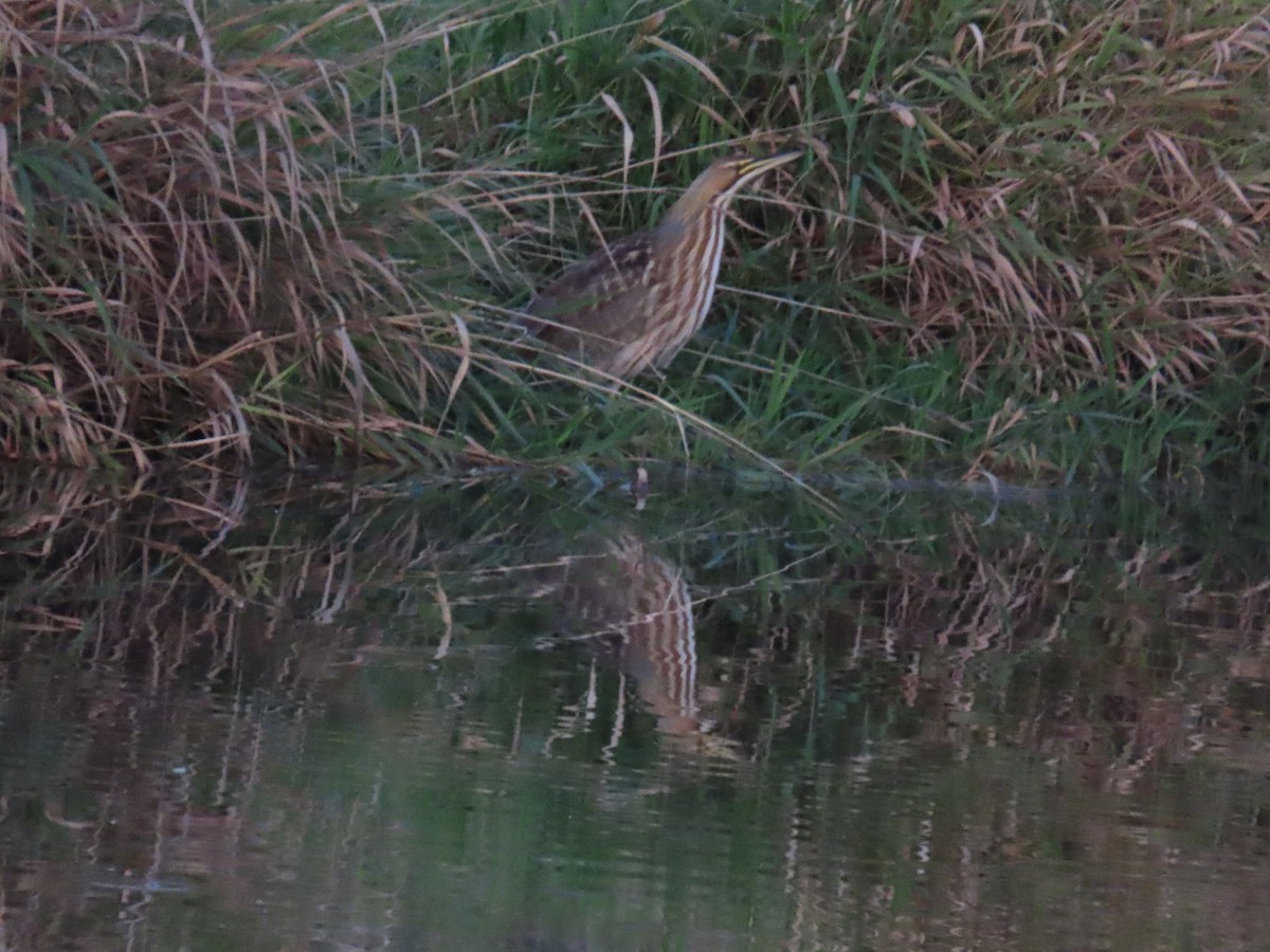 American Bittern - ML643117454