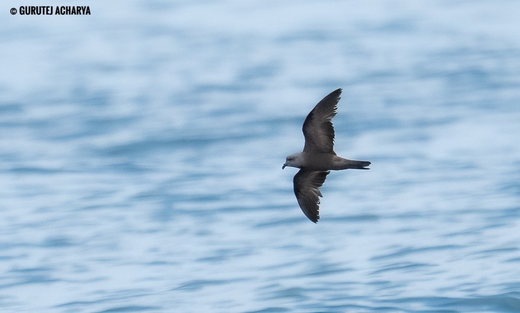 Swinhoe's Storm-Petrel - ML643117458