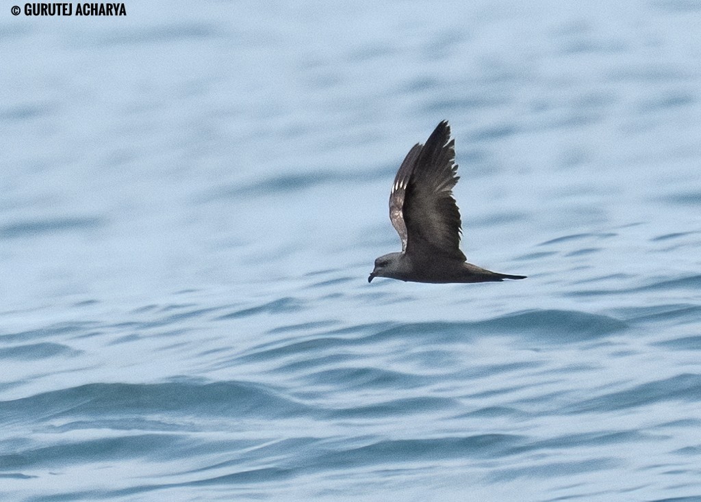 Swinhoe's Storm-Petrel - ML643117459