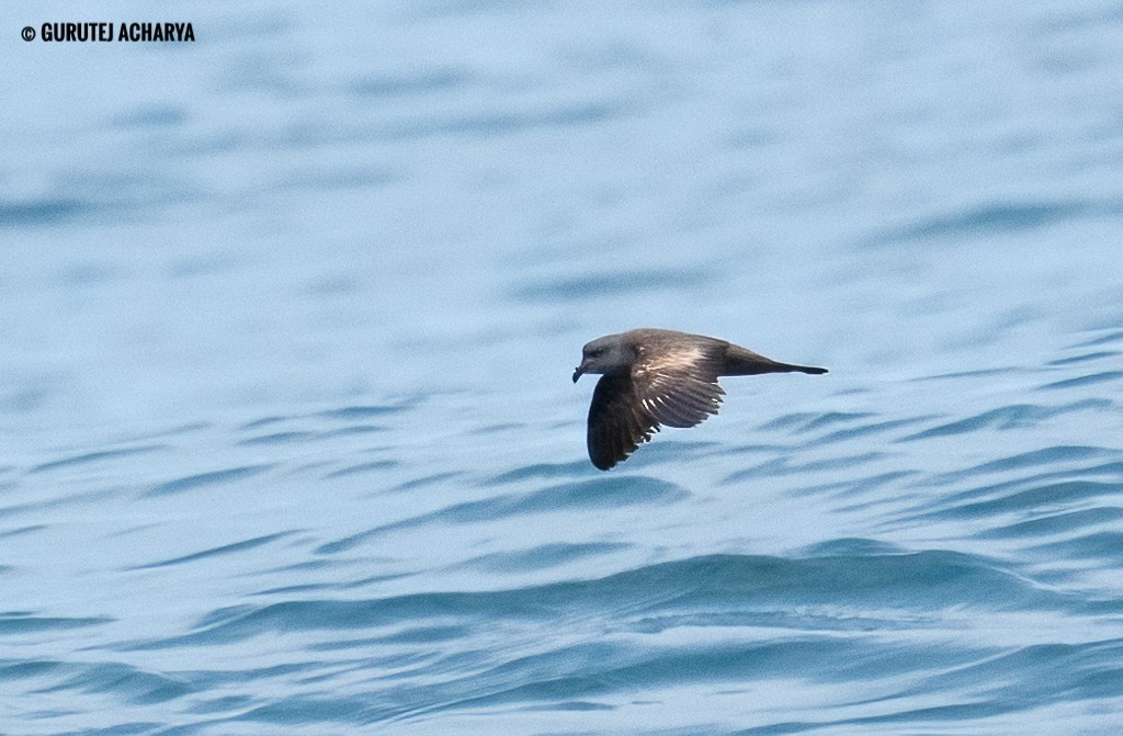 Swinhoe's Storm-Petrel - ML643117460