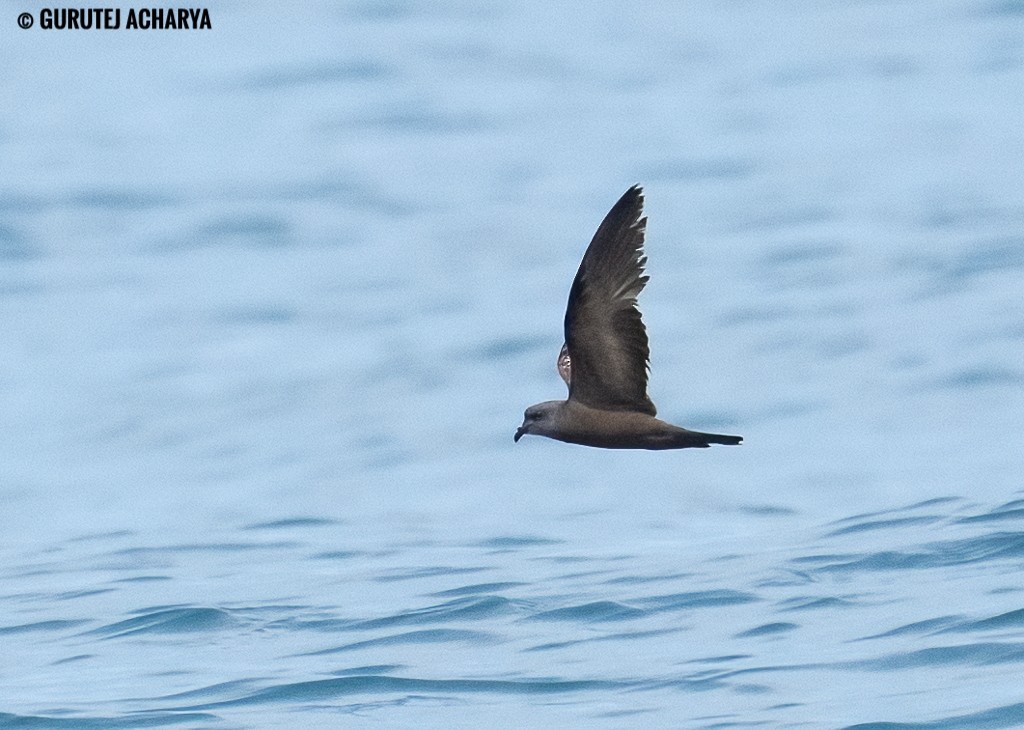 Swinhoe's Storm-Petrel - ML643117461
