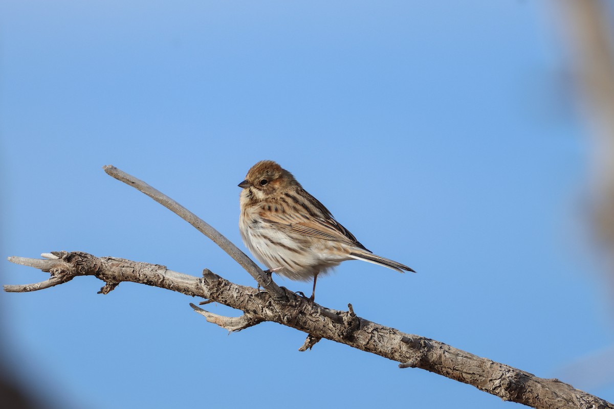 Reed Bunting - ML643117466