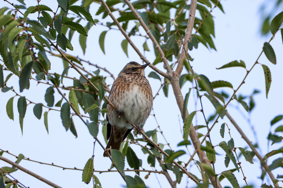 Naumann's Thrush - ML643117489