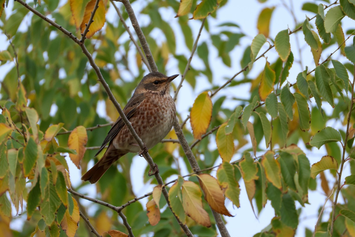 Naumann's Thrush - ML643117490
