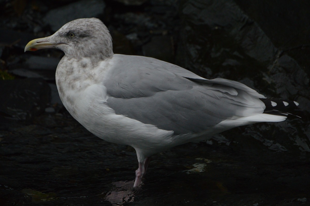 Glaucous-winged Gull - ML643117503