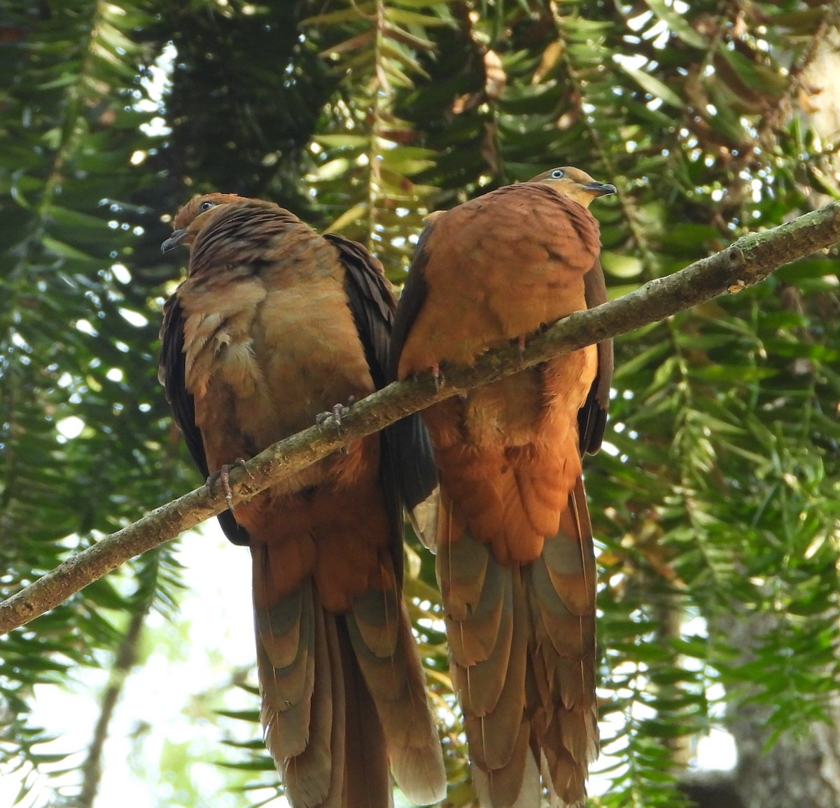 Brown Cuckoo-Dove - ML643117505