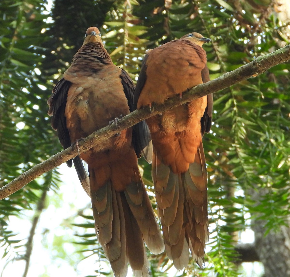 Brown Cuckoo-Dove - ML643117506