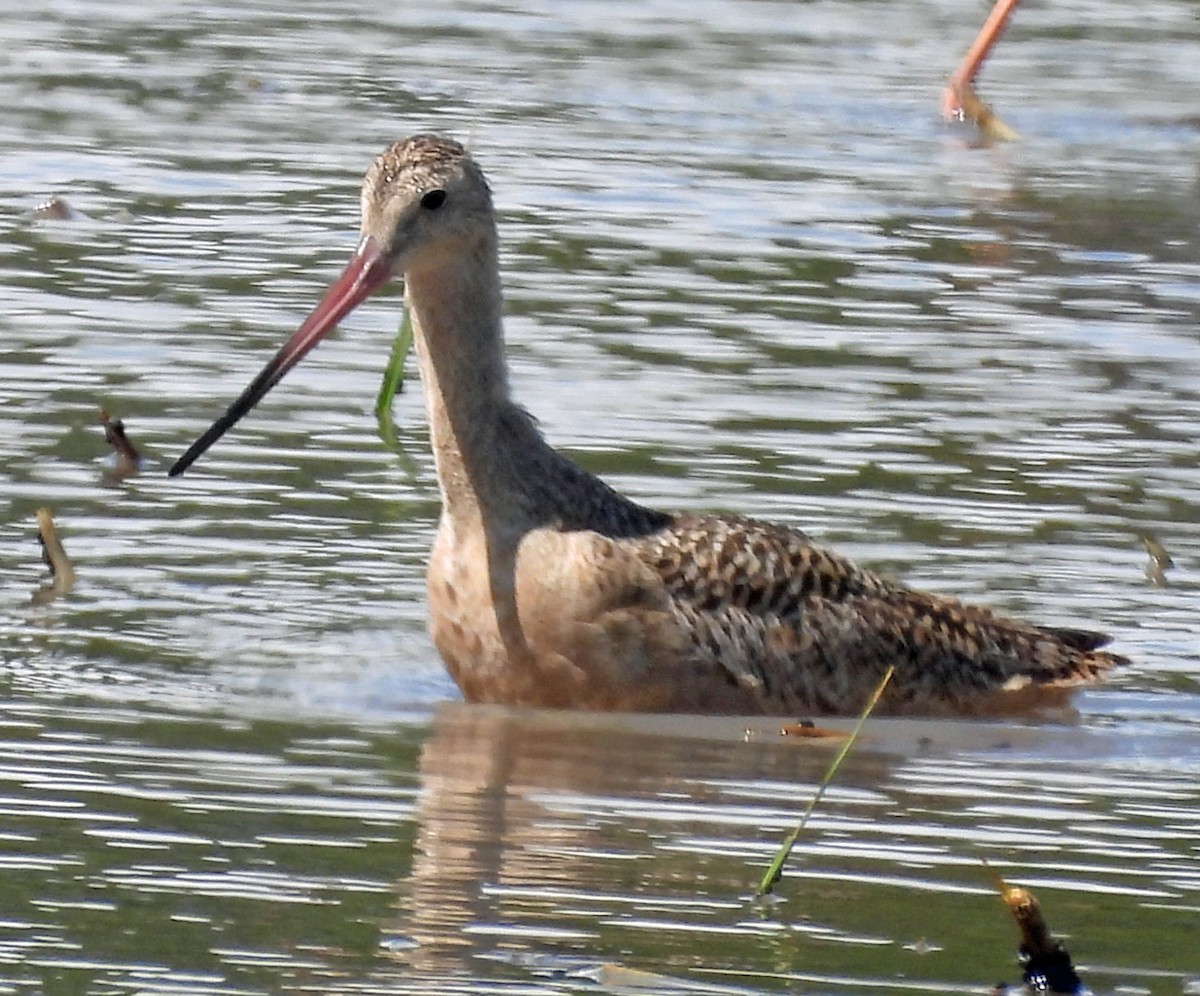 Marbled Godwit - ML643117514