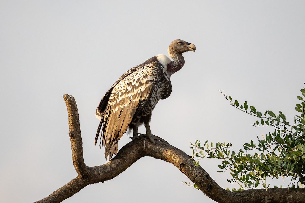 Rüppell's Griffon - ML643117520