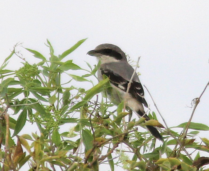 Loggerhead Shrike - ML643117541