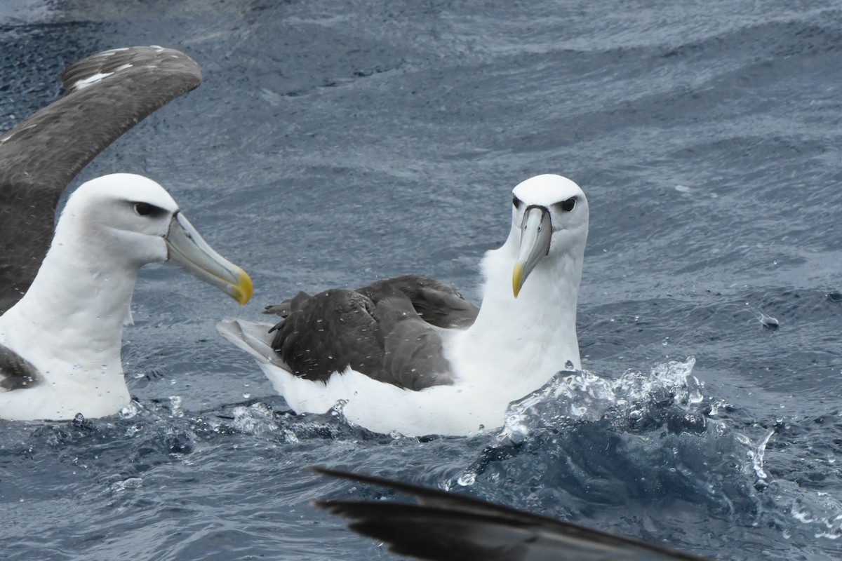 White-capped Albatross - ML643117543