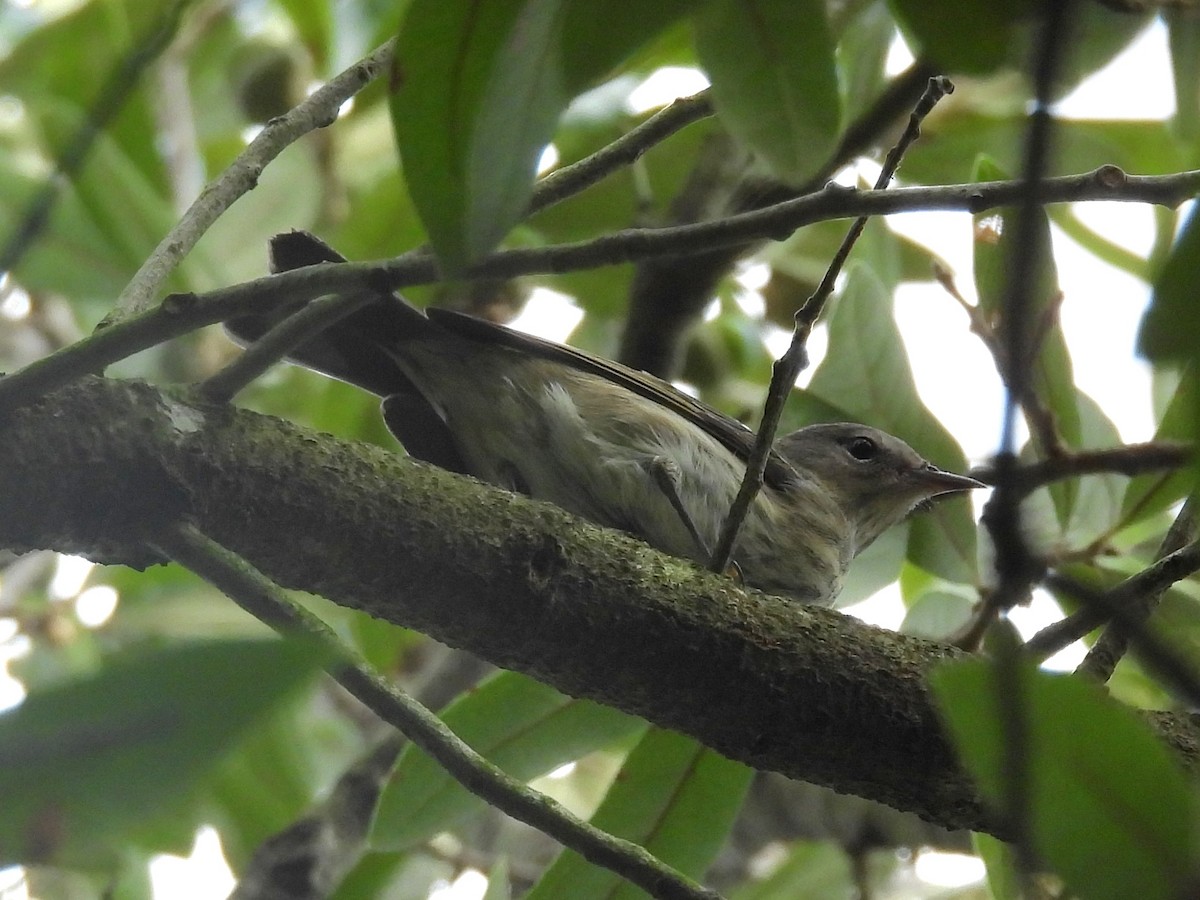 Cape May Warbler - ML643117556