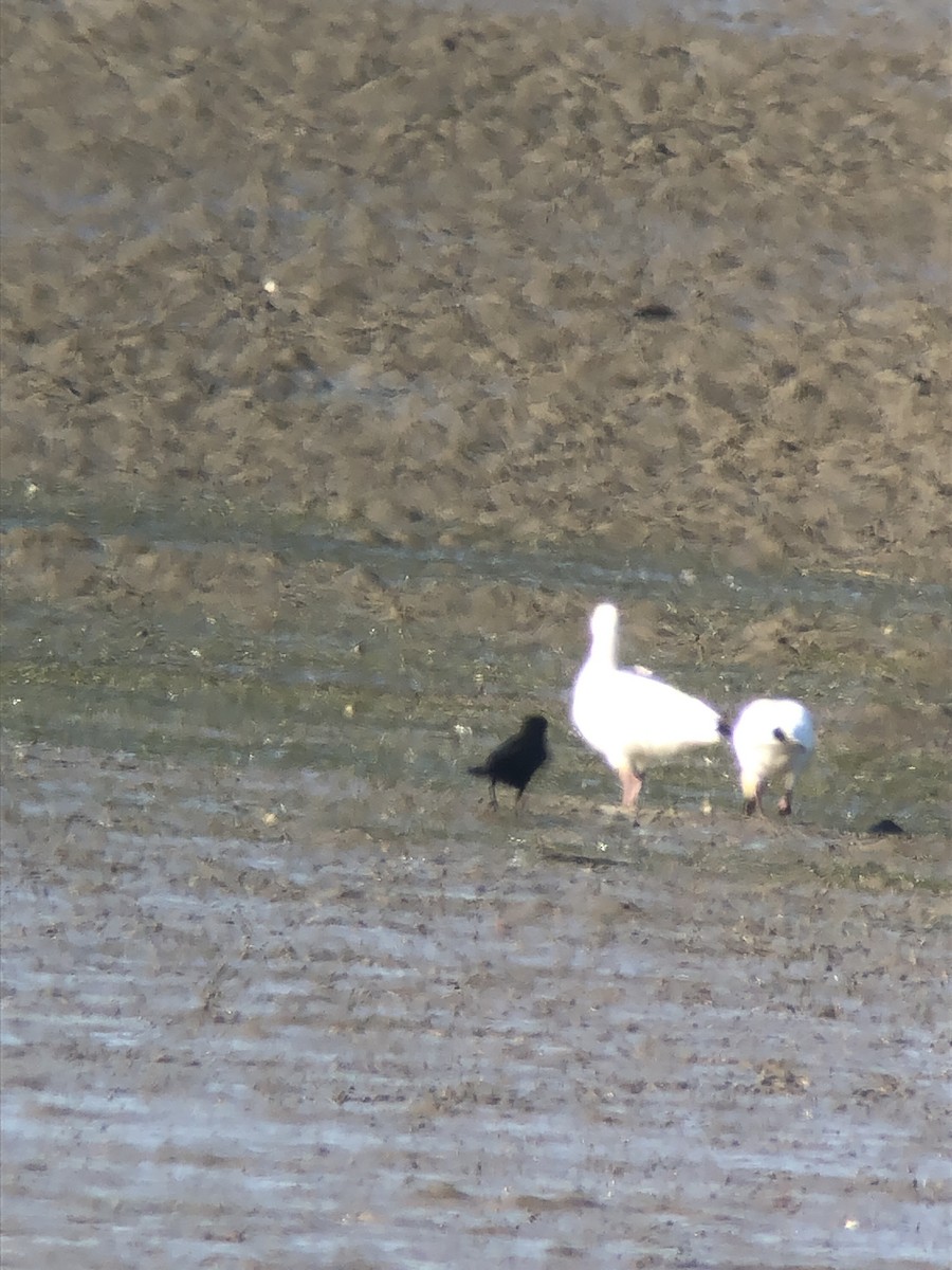 Oca delle nevi - ML643117558