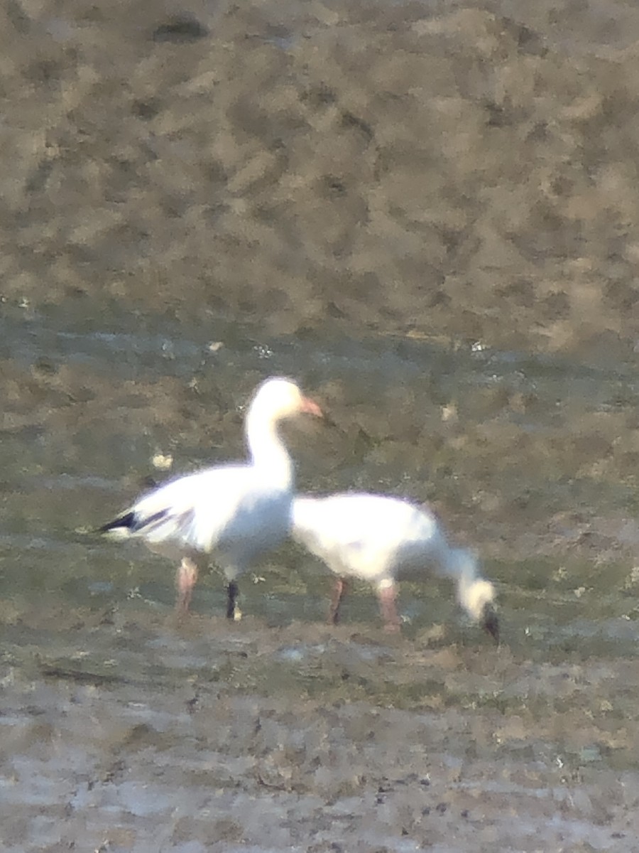 Oca delle nevi - ML643117559