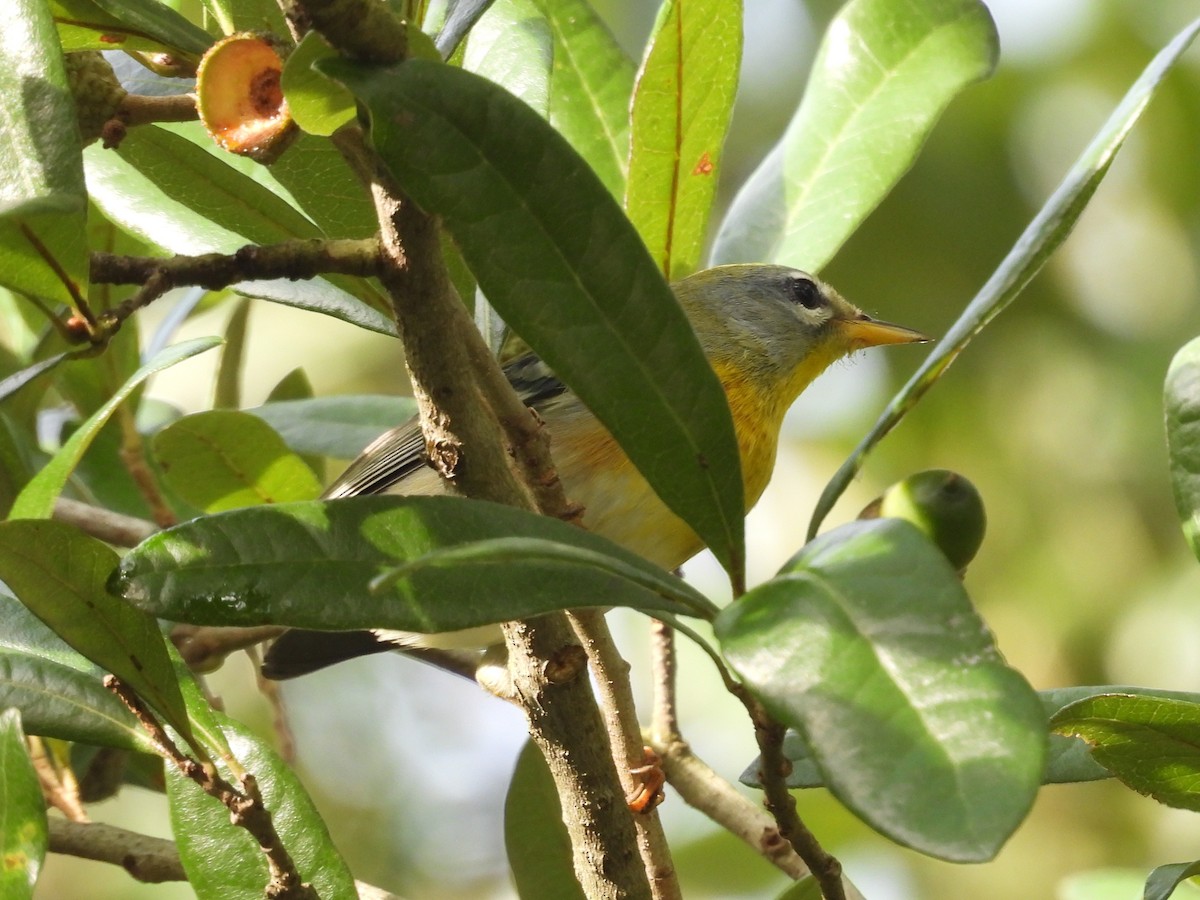Northern Parula - ML643117565