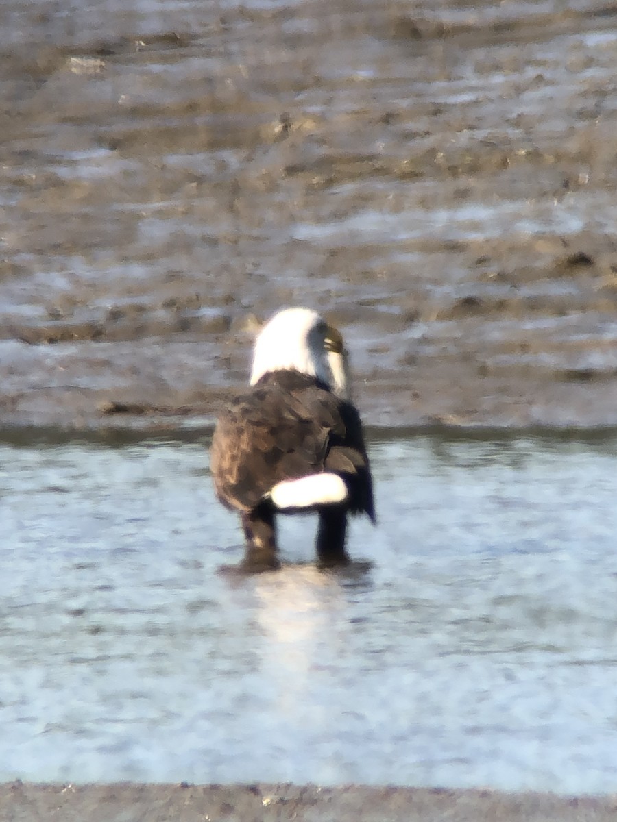 Bald Eagle - ML643117572