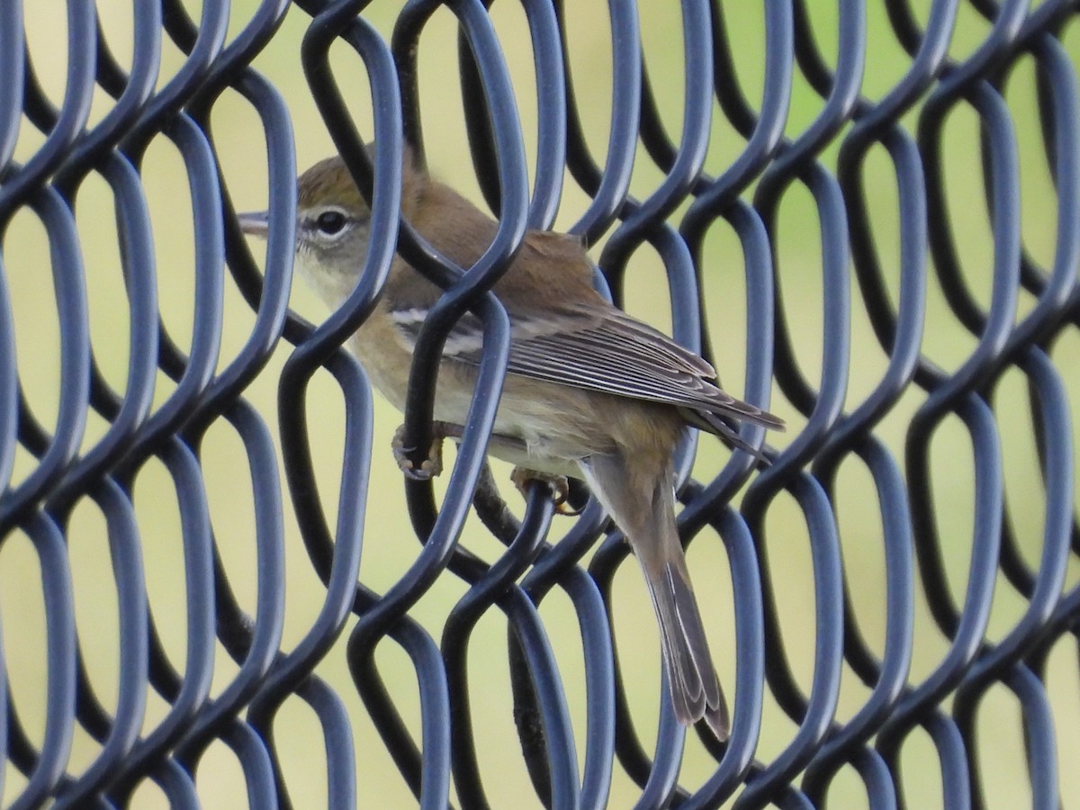 Pine Warbler - ML643117581