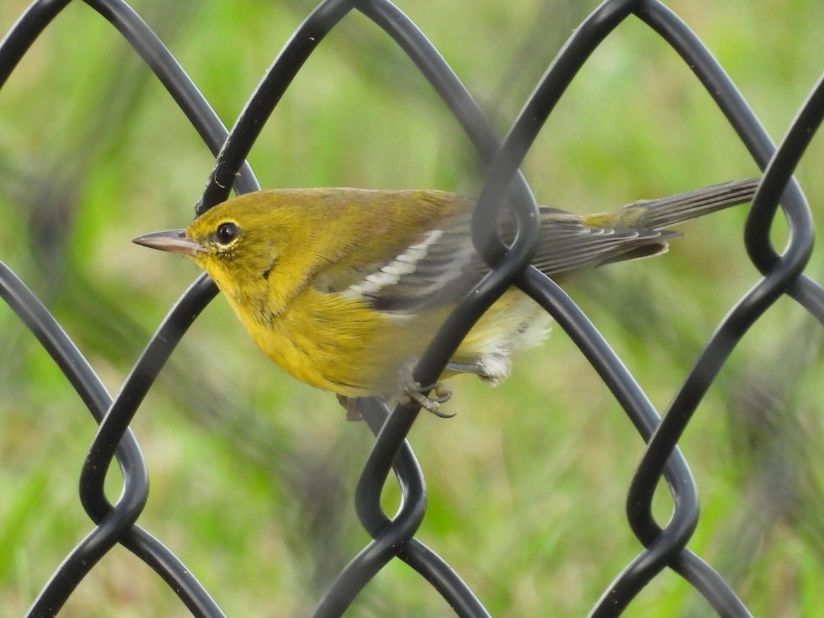 Pine Warbler - ML643117582