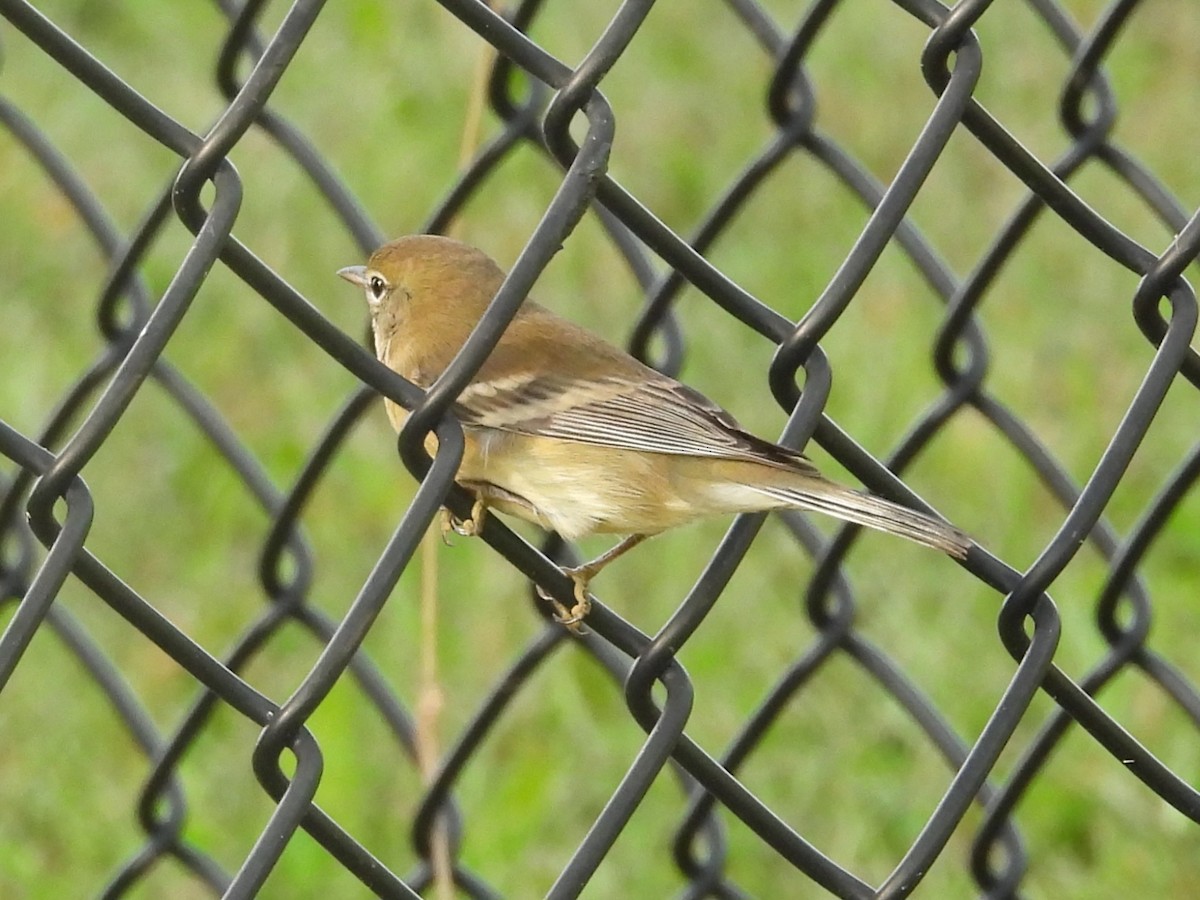 Pine Warbler - ML643117583