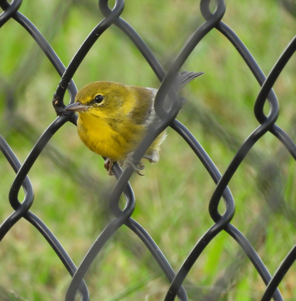 Pine Warbler - ML643117584