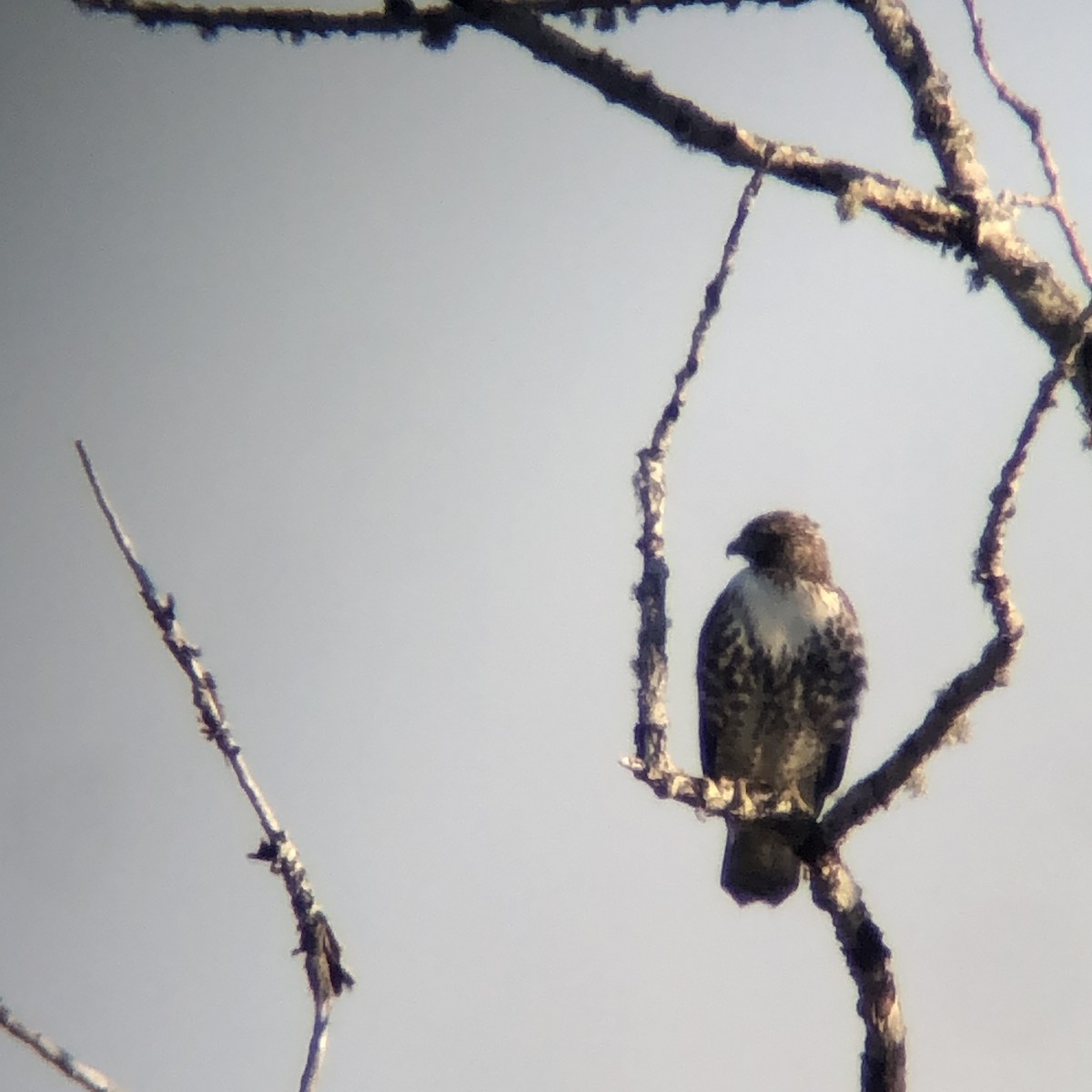 Poiana codarossa - ML643117590