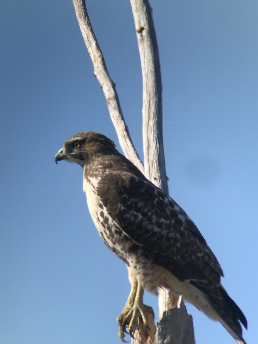 Poiana codarossa - ML643117591