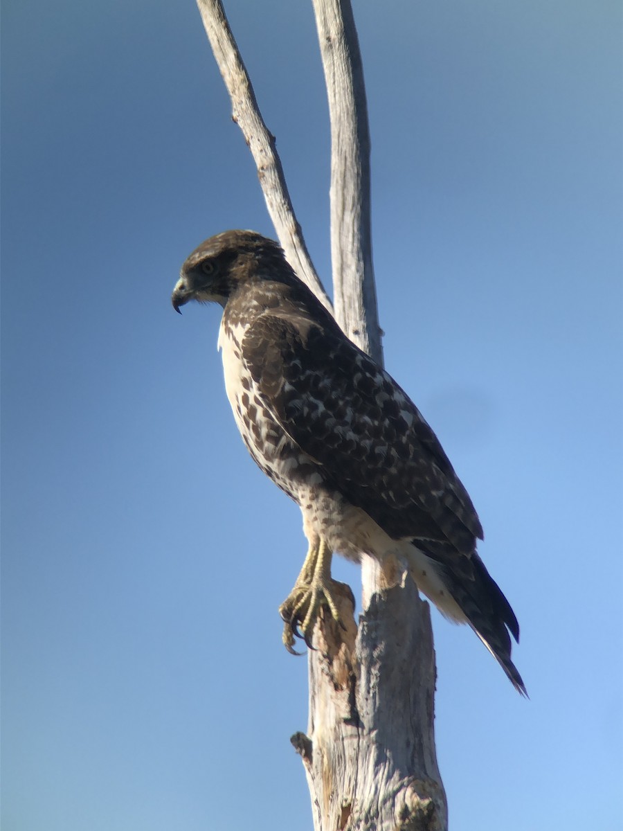 Poiana codarossa - ML643117592