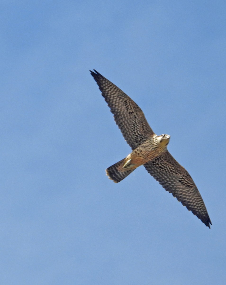 Peregrine Falcon - ML643117596