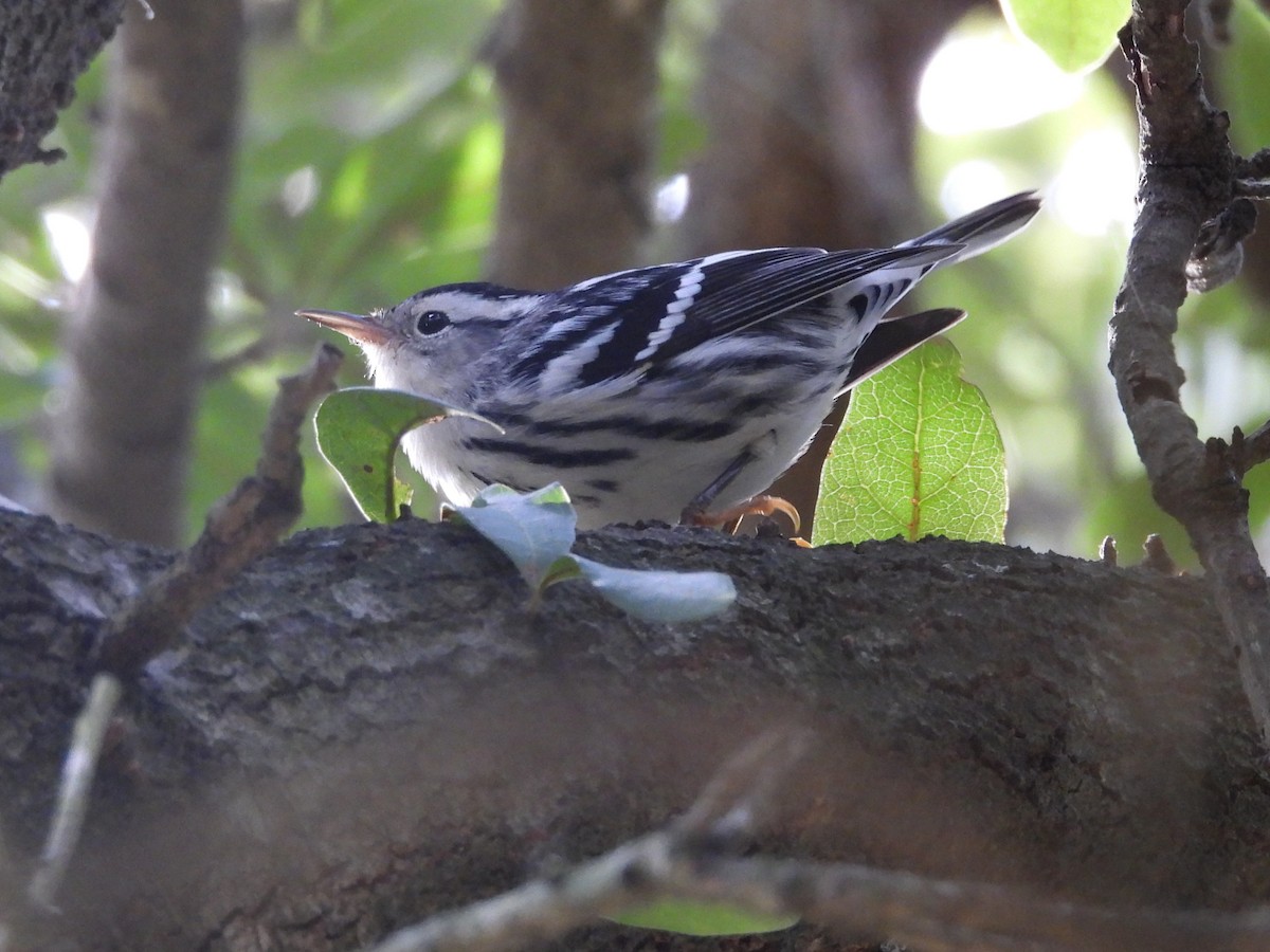 Black-and-white Warbler - ML643117598