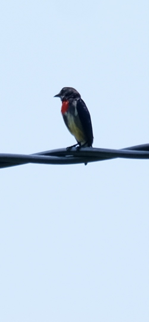 Gray-sided Flowerpecker - ML643117640