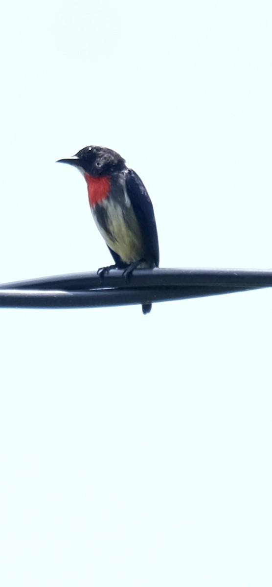 Gray-sided Flowerpecker - ML643117641