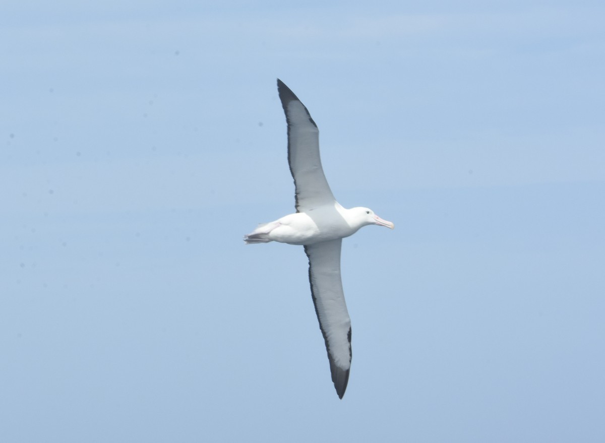 Northern Royal Albatross - ML643117659