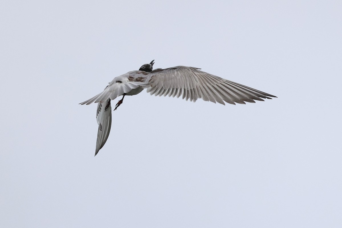 Whiskered Tern - ML643117660