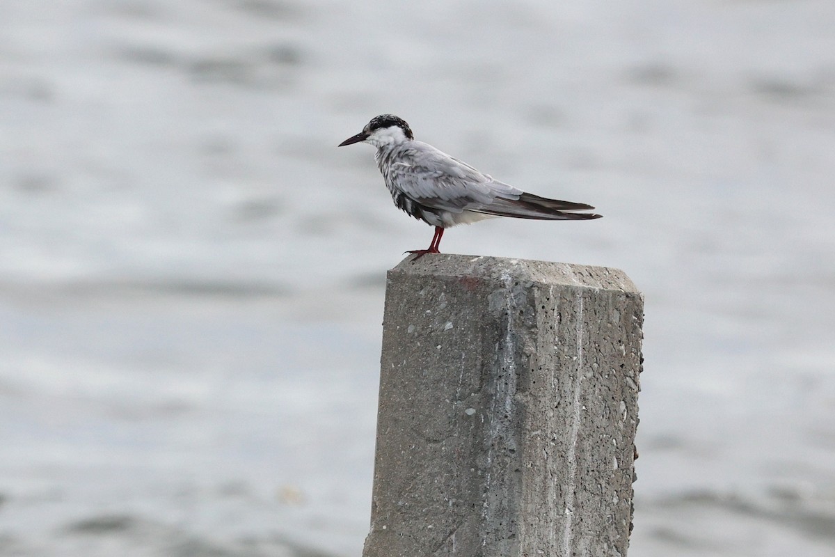 Whiskered Tern - ML643117665