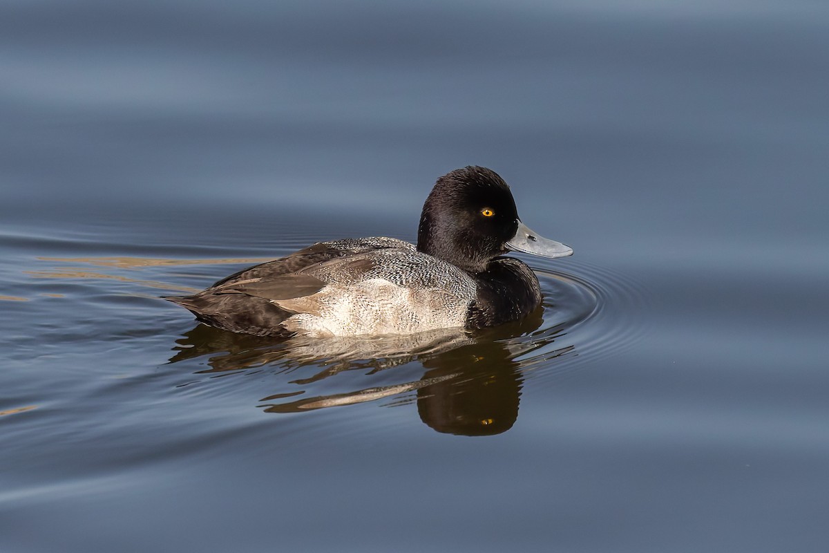Lesser Scaup - ML643117669