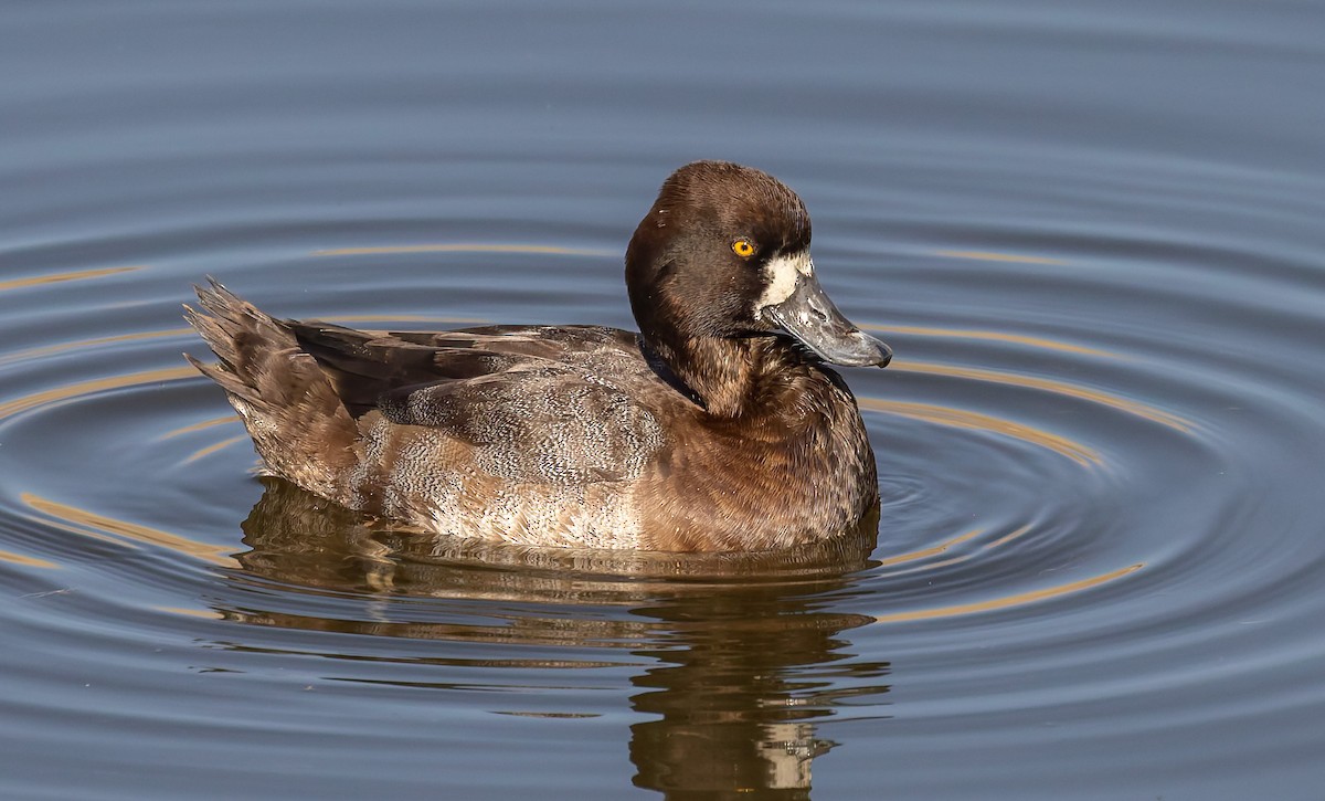 Lesser Scaup - ML643117670