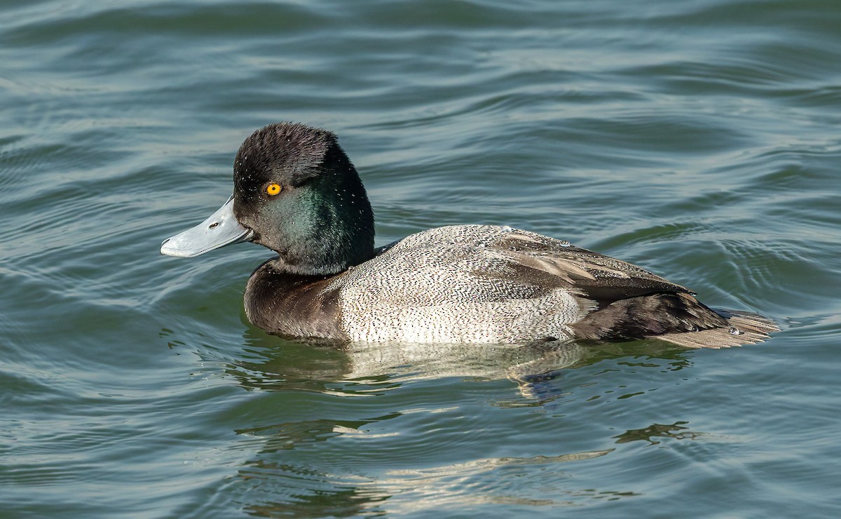 Lesser Scaup - ML643117671