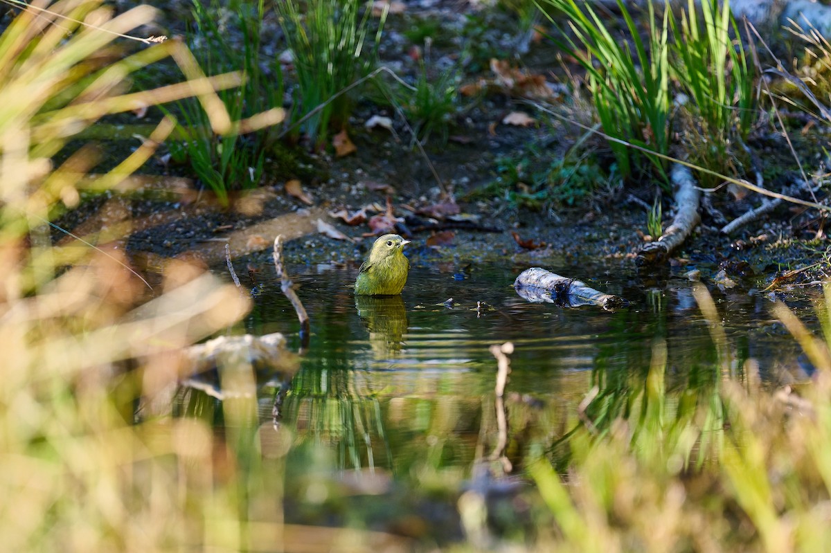 Orange-crowned Warbler - ML643117672