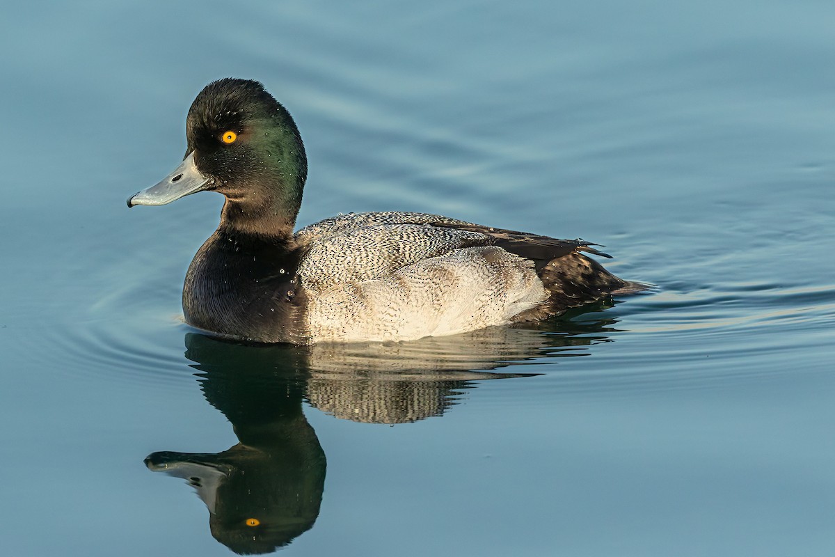 Lesser Scaup - ML643117674