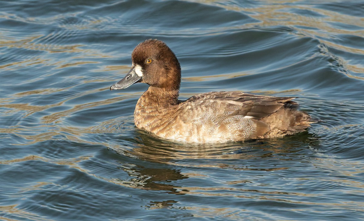 Lesser Scaup - ML643117675