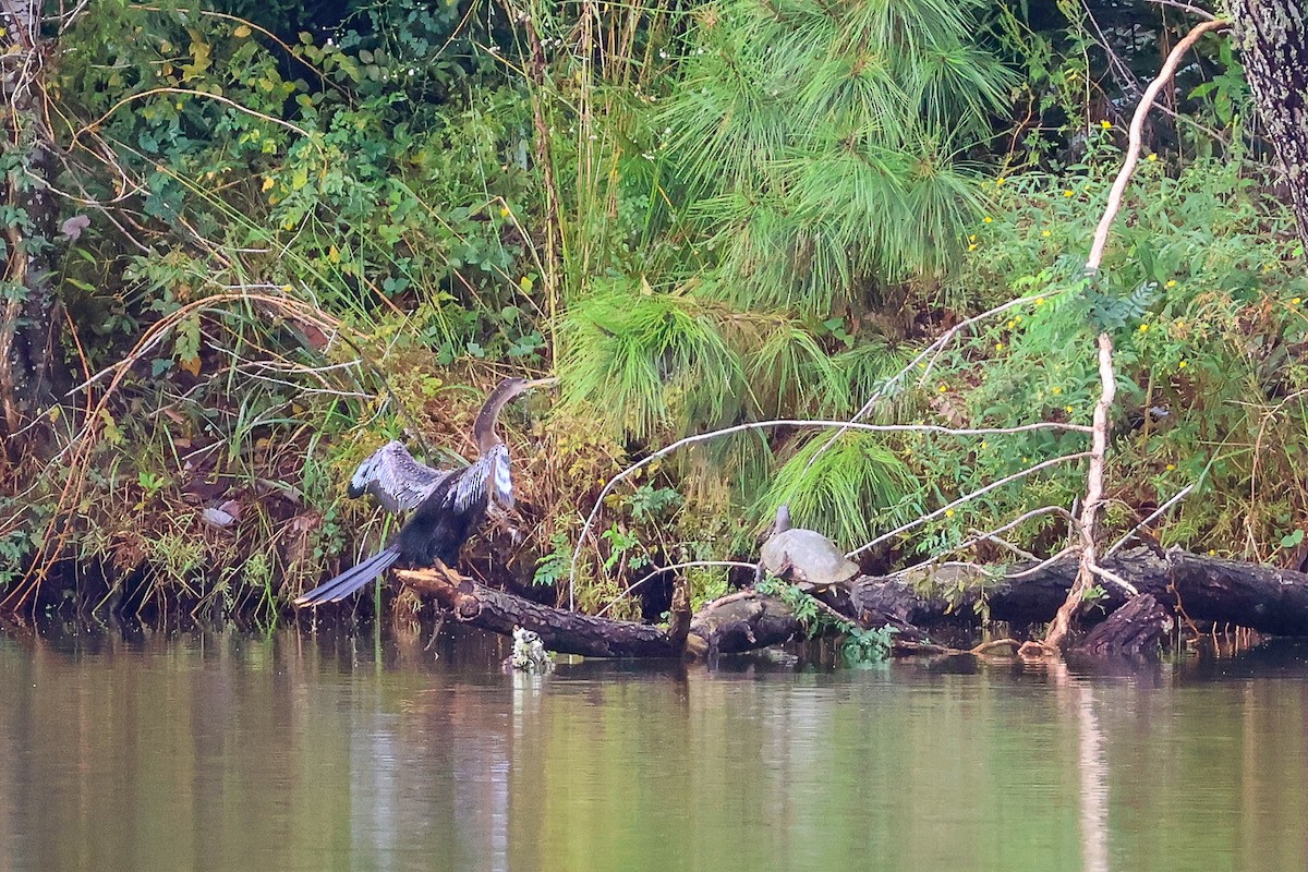 Anhinga - ML643117678