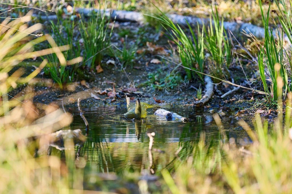 Orange-crowned Warbler - ML643117682