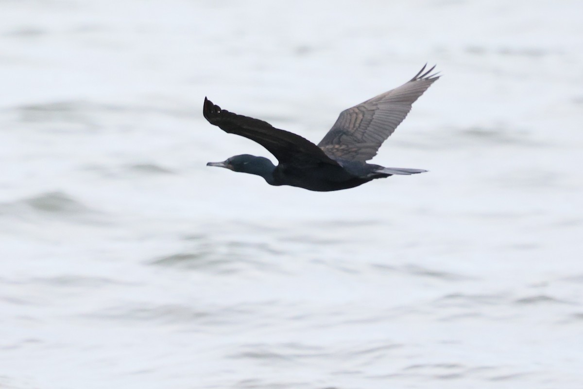Indian Cormorant - ML643117685