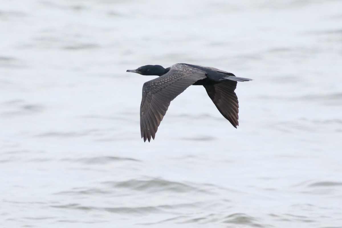 Indian Cormorant - ML643117686