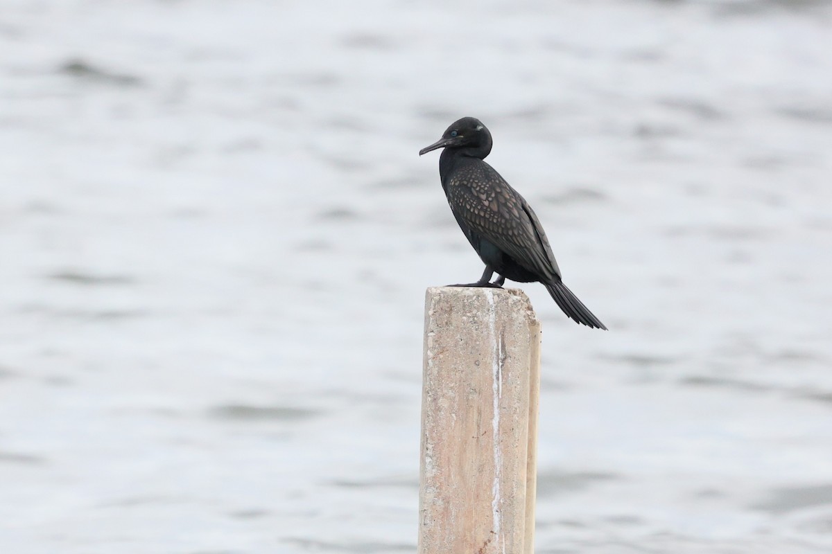 Indian Cormorant - ML643117687